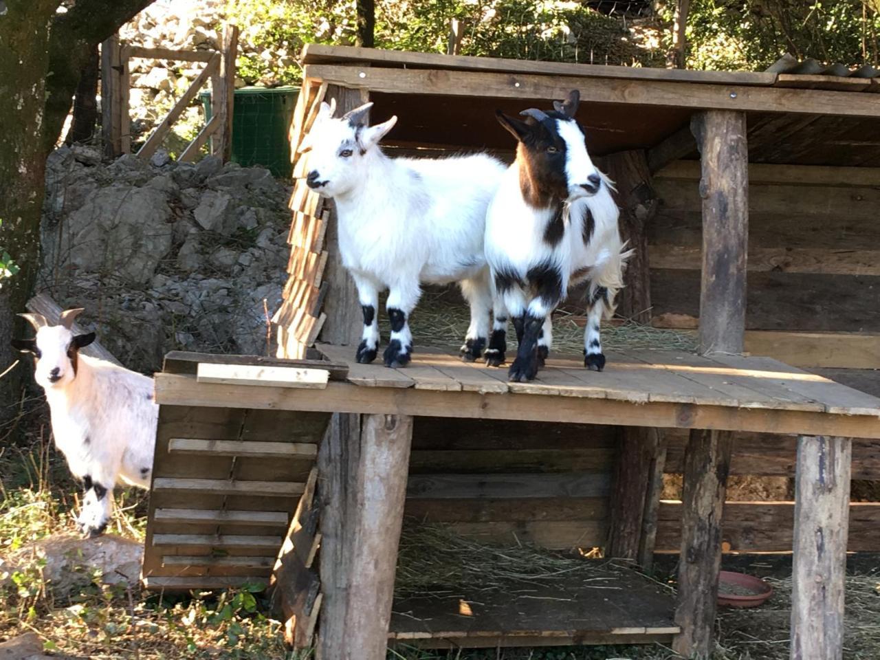 L'Apogee Bed & Breakfast Labeaume Bagian luar foto